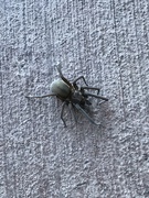 30th Oct 2020 - Spooky Southern House Spider