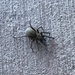 Spooky Southern House Spider by gratitudeyear