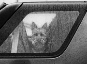 31st Oct 2020 - A dog in a car