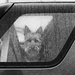A dog in a car by kali66