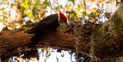 30th Oct 2020 - Pileated Woodpecker!