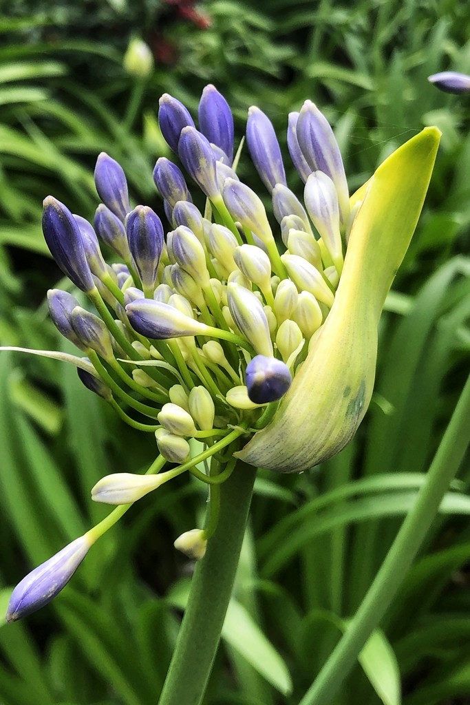 Springtime birth of the agapanthus.  by johnfalconer