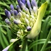Springtime birth of the agapanthus.  by johnfalconer