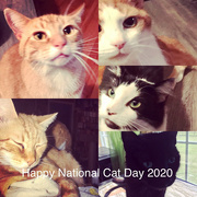 29th Oct 2020 - Happy National Cat Day!