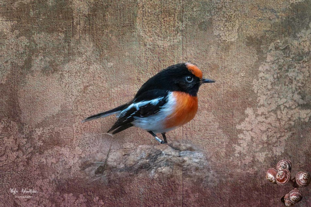 Red capped robin by pusspup
