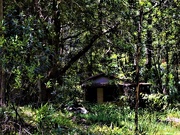 1st Nov 2020 - Little Old House In The Bush ~   