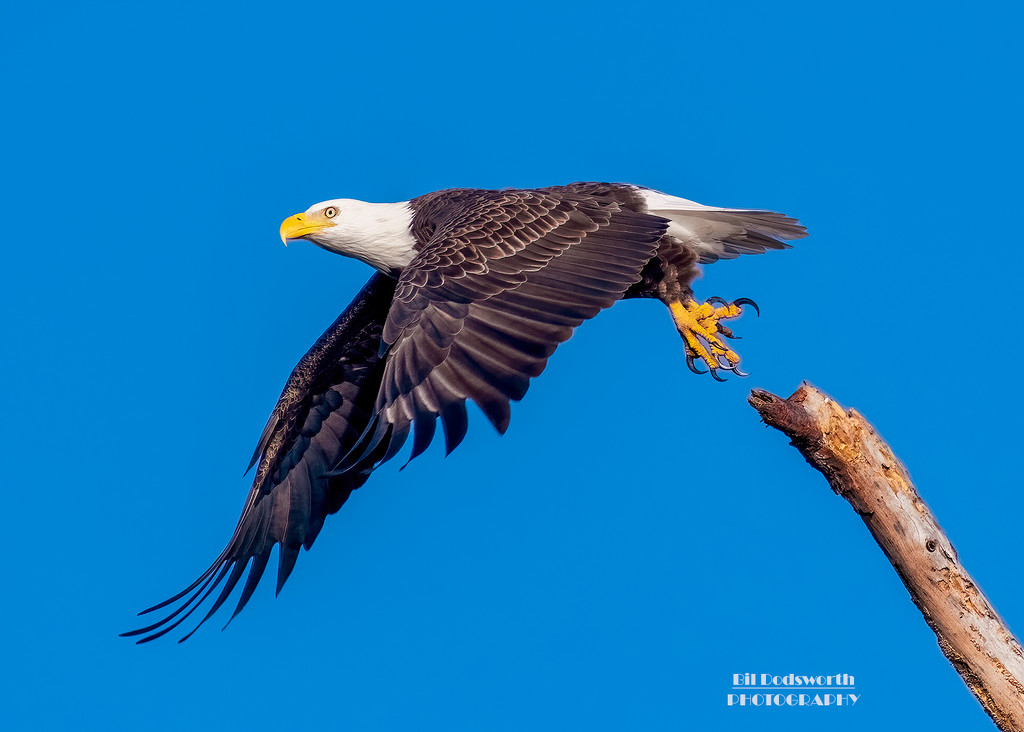 Morning flight of a Bald Eagle by photographycrazy