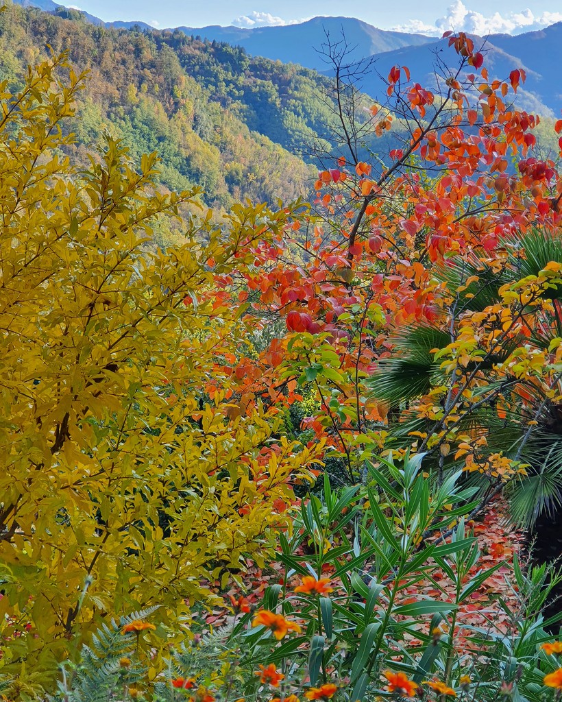 Autumnal Garden by will_wooderson