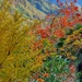 Autumnal Garden by will_wooderson