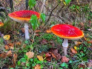 29th Oct 2020 - Fly Agaric