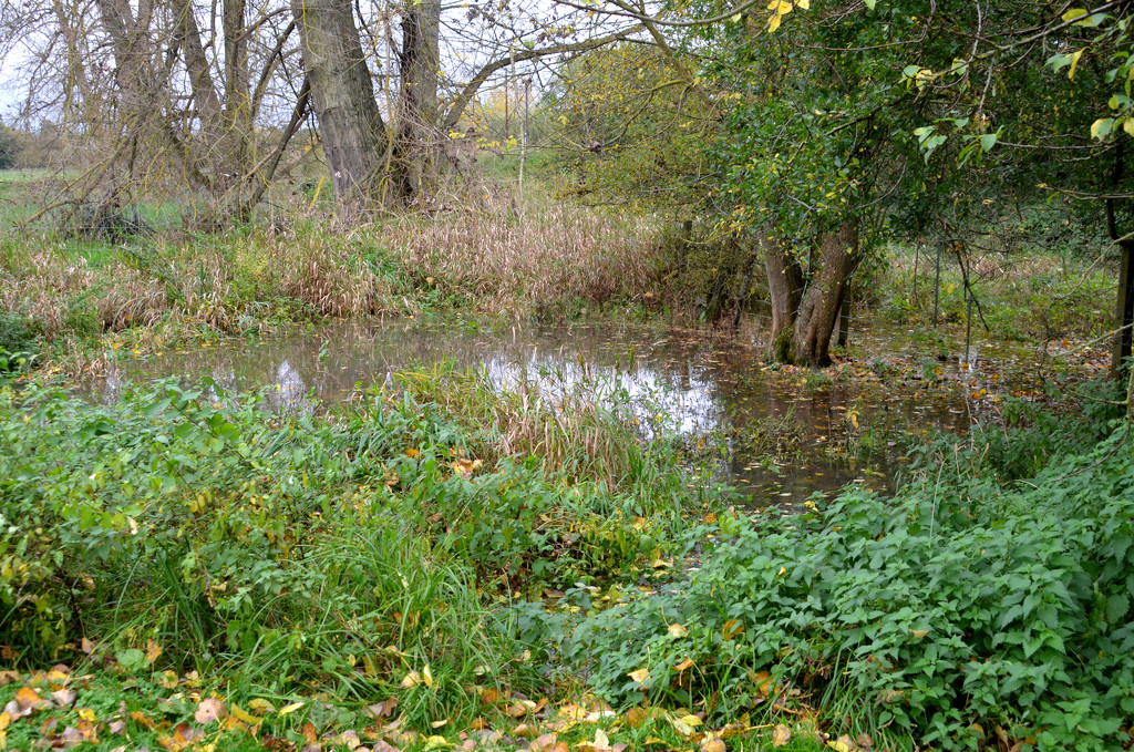 An even bigger pond by arkensiel