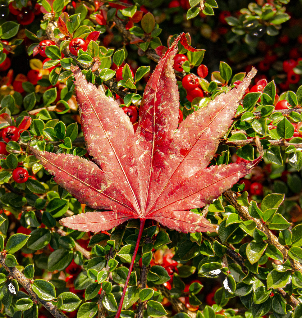 Maple leaf by clivee