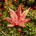Maple leaf by clivee
