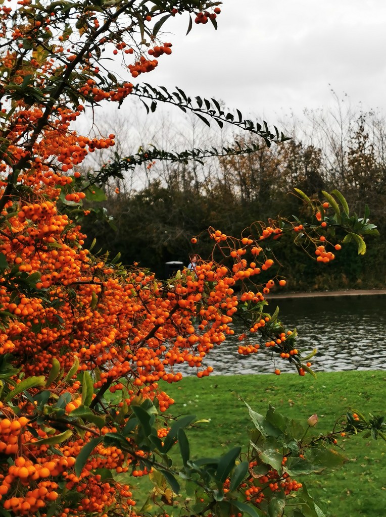 Autumn berries at the boating lake  by plainjaneandnononsense