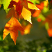 Fall's Colors by seattlite