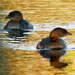 pied billed grebes by rminer
