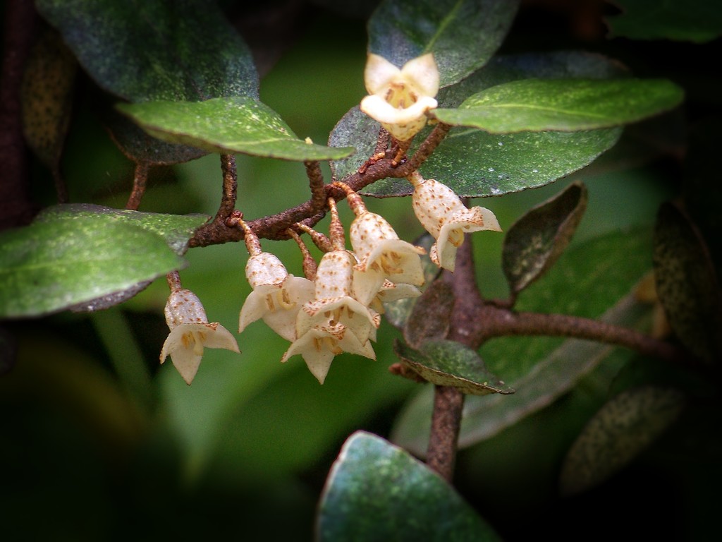 Silver Berry or Elaeagnus Pungens... by marlboromaam