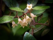 12th Oct 2020 - Silver Berry or Elaeagnus Pungens...