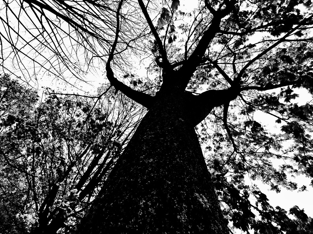 Tall monochrome tree  by isaacsnek