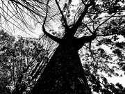 31st Oct 2020 - Tall monochrome tree 