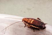 31st Oct 2020 - cockroach