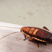 cockroach by yorkshirekiwi