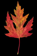 31st Oct 2020 - Silver Maple 
