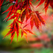 acer bright by pistache