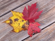 1st Nov 2020 - A set of maple leaves...