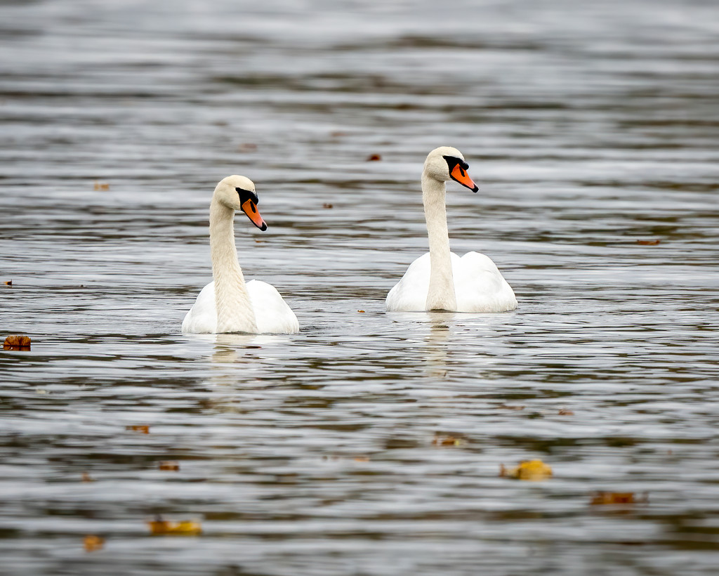 Swan Lake by nicoleweg