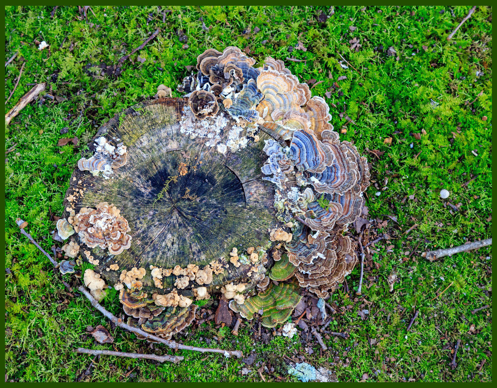 Fungi covered Stump by hjbenson