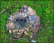31st Oct 2020 - Fungi covered Stump