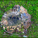 Fungi covered Stump by hjbenson
