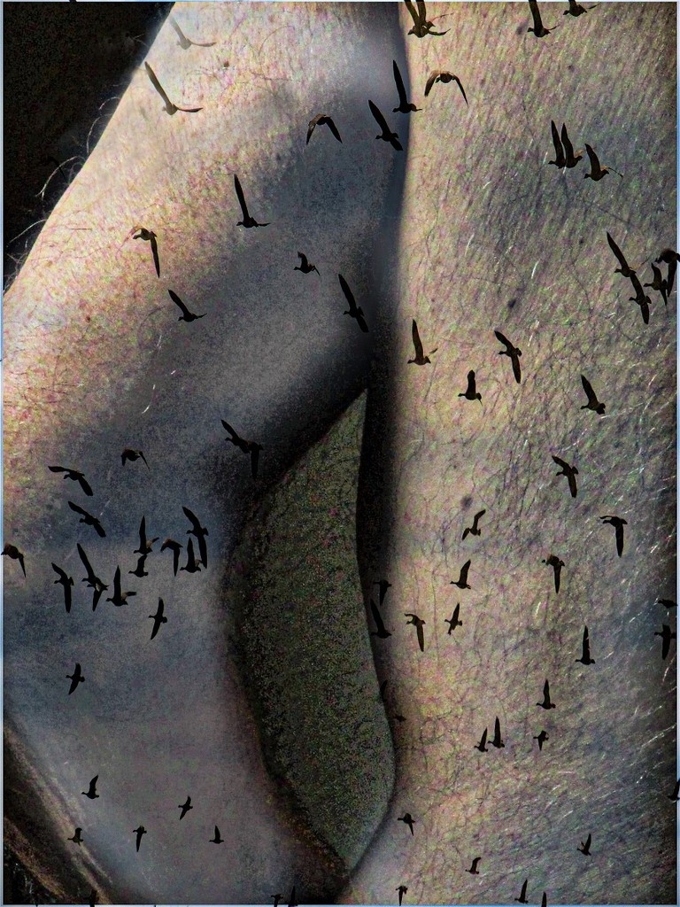 Body With Birds by granagringa