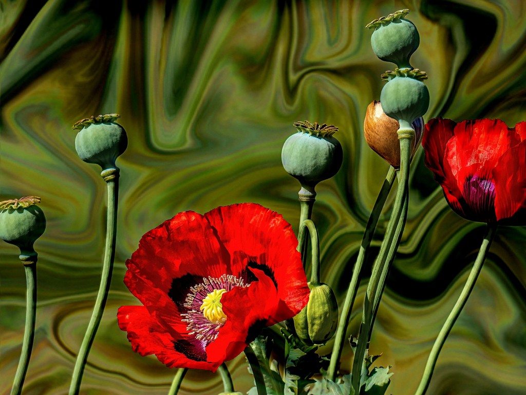 Textured Poppies by ludwigsdiana