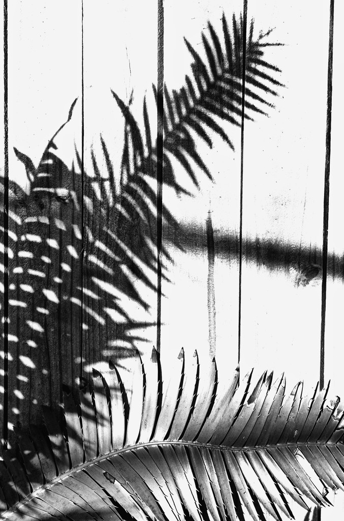 Get Pushed 431 - cycad shadows by annied