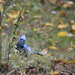 Bluebird by vera365