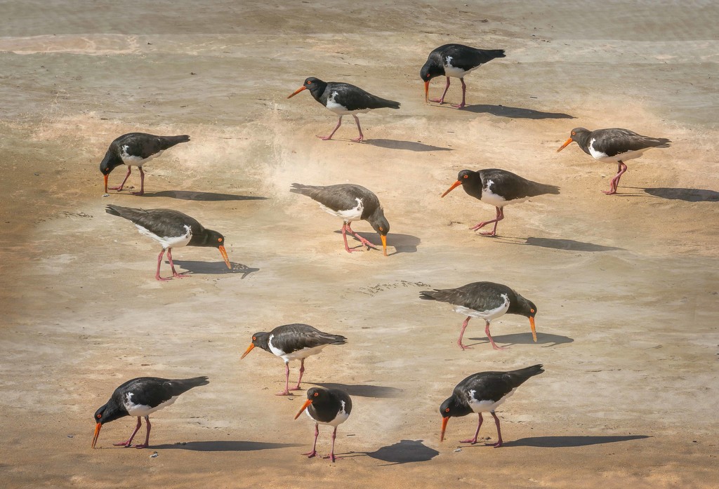 Pied oyster catchers by pusspup