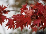 1st Nov 2020 - Red leaves