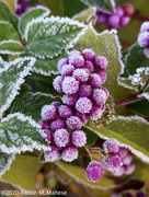 30th Oct 2020 - Frosted Beauty Berries
