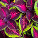 Coleus Rainbow Plant by sprphotos