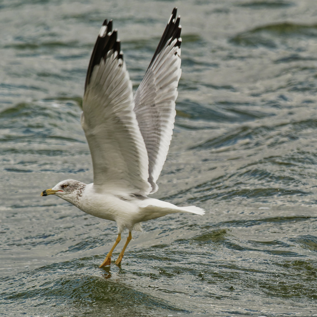 Ring-billed gull walking on water by rminer