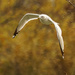 Ring-billed gull yellow leaves by rminer