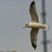 Ring-billed gull in the sky by rminer