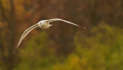1st Nov 2020 - ring-billed gull blurred background
