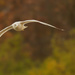 ring-billed gull blurred background by rminer