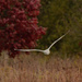 Ring-billed gull and red tree by rminer
