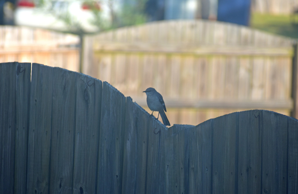 Mockingbird on the fence by homeschoolmom