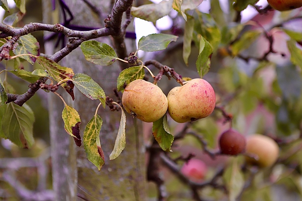 Rosie Apples by carole_sandford