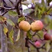 Rosie Apples by carole_sandford